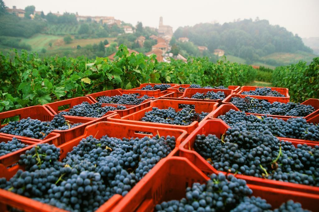 Marchesi Alfieri - Cantine E Ospitalita San Martino Alfieri Buitenkant foto