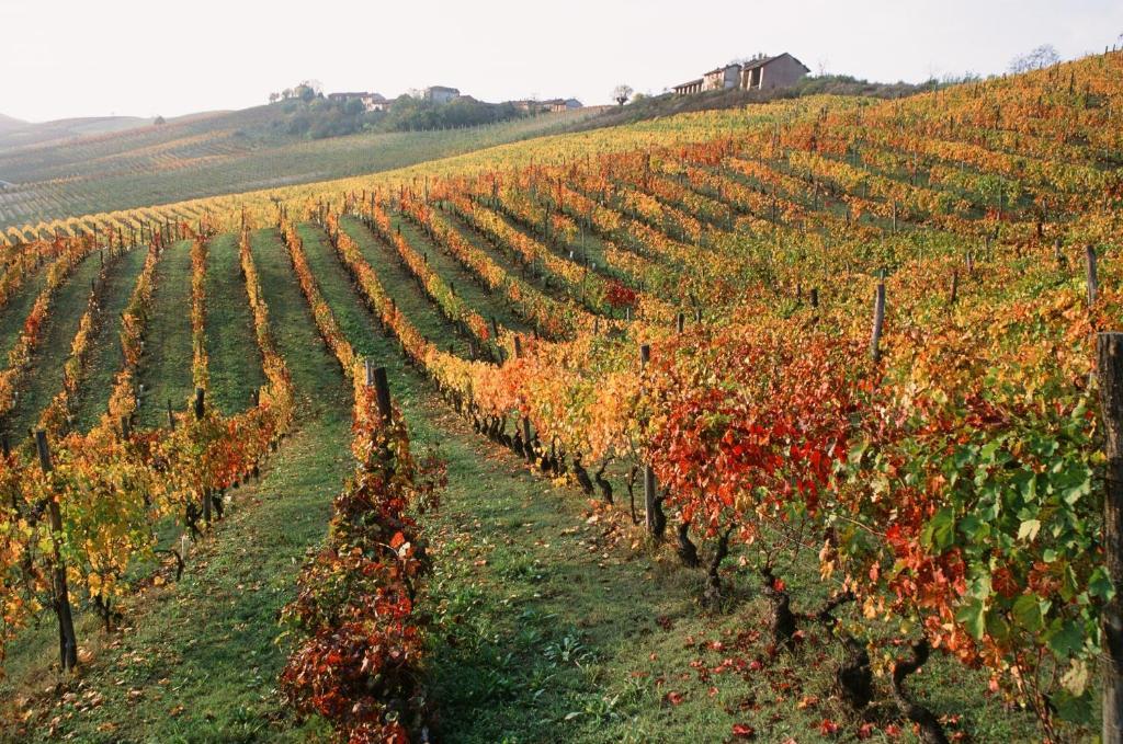 Marchesi Alfieri - Cantine E Ospitalita San Martino Alfieri Buitenkant foto